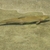 　肴の川魚料理【ニジマスの冷燻製】