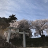 平山八幡神社、桜満開です。