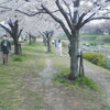 大きな桜の木下で