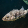 キクラ・テメンシス Cichla temensis