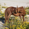 野生の馬