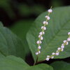 川苔山－１