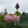 不忍池の蓮の花　東博で空海と真言の名宝