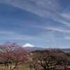 岩本山公園の梅まつりに