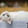 猫は触れなくても、見ているだけでリラックス効果がある