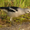 五島に珍鳥・シベリアムクドリ