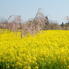 ４つの花園を巡りました！（11）