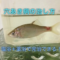 白点病の治し方 治療薬の種類や薬浴の期間はどれ位 たなごgo