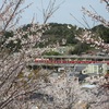 欣浄寺桜山 - 2021年3月29日