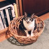 自己紹介について