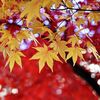 菅家（菅原道真）24番 🍁このたびは ぬさもとりあへず 手向山 紅葉のにしき 神のまにまに✨