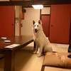 アンジェロユナベビー竜胆ちゃん(*^-^*)