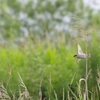 ７月６日のニュウナイスズメ