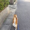 予防注射の後のご褒美は初めての味。