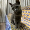 猫をタンザニアに輸出するには