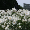 神代植物公園、満開の薔薇と芍薬。