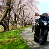 ひらたの桜