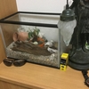 ヤドカリの越冬