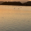 朝日を浴びる湖面の白鳥20251203
