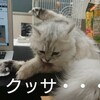 長毛種の猫のおしり周り汚れのお手入れをご紹介！カット？シャンプー？