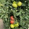 ビニールハウスの夏野菜
