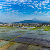 向原の水田