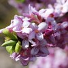 【リラックス効果】沈丁花（ジンチョウゲ）・桜の香りの効用