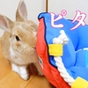 ミニウサギってどういう生き物？なつくの？？おとなしい子もいるの？？？
