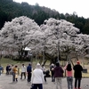 日本　日本三大桜の一つ薄墨桜の花見