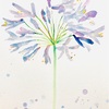 日々絵「アガパンサス　Agapanthus」25.06.21