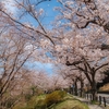 桜が満開になりました。