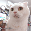 愛猫たちは膝がすき。