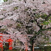 路地裏桜2014～「いろいろ」