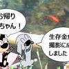 お帰り、金魚！