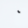 コシジロイヌワシ Verreaux's Eagle