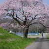 野古墳群と桜