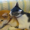 柴犬をペロペロ毛づくろいする猫。