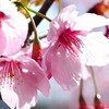 満開の陽光桜を