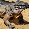 コモドドラゴンに関する雑学！