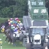 8.2 新潟競馬