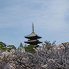 仁和寺の御室桜♪　-京都桜散歩-