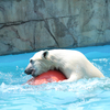 円山動物園-リラちゃんの浮き玉遊び２-