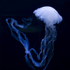 indonesian sea nettle