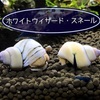 ホワイトウィザード・スネールの飼育方法・繁殖や水草への食害は？