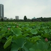 蓮の花、舞い上がる道を