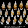 【科学記事メモ】インドネシアの西チモールの陸産貝類；Amphidromus　reflexilabiris