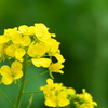 神戸総合運動公園「コスモスの丘」の菜の花が見頃 ♪