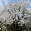 海津市『専通寺』の“三世代”しだれ桜。