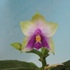 Phalaenopsis bellina f.coerulea