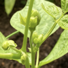 夏野菜　つるなしインゲン05【蕾ができました】
